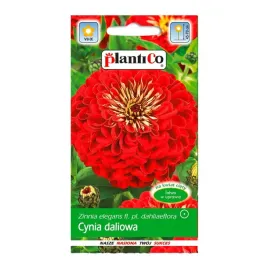 cynia-wytworna-daliowa-czerwona-jowita-duze-kwiaty-nasiona-1-g-plantico