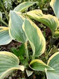 funkia-first-frost-hosta-ozdobne-liscie-rodzaj-rosliny-inny