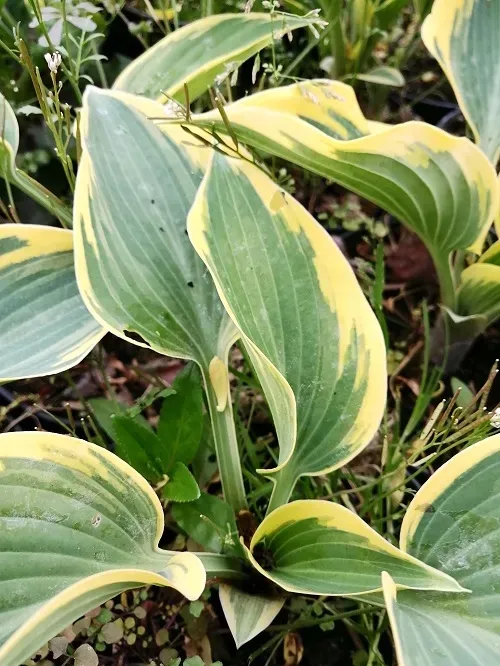 funkia-first-frost-hosta-ozdobne-liscie-rodzaj-rosliny-inny