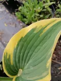 funkia-first-frost-hosta-ozdobne-liscie-roslina-w-postaci-sadzonka-w-pojemniku-1-2l