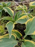 funkia-first-frost-hosta-ozdobne-liscie-styl-ogrod-nowoczesny