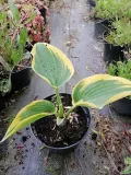 funkia-first-frost-hosta-ozdobne-liscie-stan-nowy