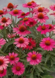 pelargonia-jezowka-purpurowa-rozowa-nasiona-1-g-w-legutko