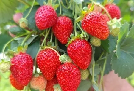 truskawka-kaskada-fragaria-ananassa-odmiana-kaskada