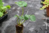 truskawka-kaskada-fragaria-ananassa-nazwa-lacinska-inna
