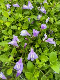 mazus-rozlogowy-niebieski-mazus-reptans-roslina-okrywowa