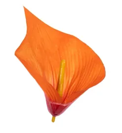 kalia-calla-duza-glowka-pomaranczowa-6-sztuk