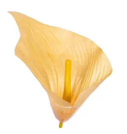 kalia-calla-duza-glowka-zolta-6-sztuk