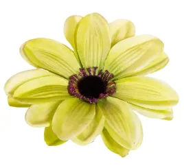 dalia-glowka-kwiatowa-zielona