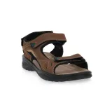 81501brown