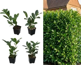 laurowisnia-caucasica-sadzonki-70-100cm-zywoplot