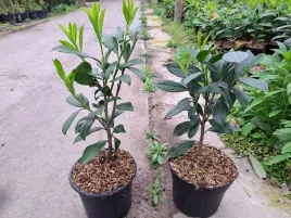 laurowisnia-caucasica-sadzonki-80-100cm-zywoplot
