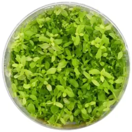 invitro-maly-kubek-eco-plant-micranthemum-monte-carlo-do-akwarium