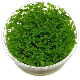 invitro-maly-kubek-eco-plant-bacopa-monnieri-roslinka-do-akwarium