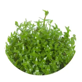 invitro-maly-kubek-eco-plant-gratiola-viscidula-roslinka-do-akwarium