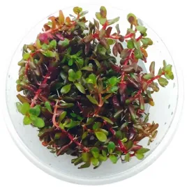 invitro-maly-kubek-eco-plant-rotala-rotundifolia-do-akwarium