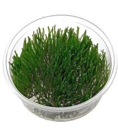 invitro-maly-taxiphyllum-sp-spiky-moss-roslinka-do-akwarium-erli
