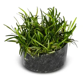 roslina-invitro-5-sztuk-eco-plant-echinodorus-tenellus-do-akwarium