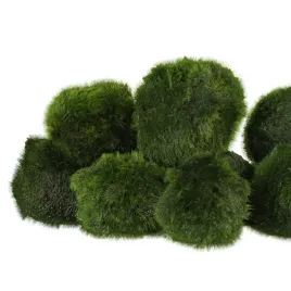 eco-plant-marimo-ball-moss-galezatka-2-4cm-10-sztuk