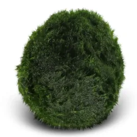 eco-plant-marimo-ball-moss-galezatka-4-5cm