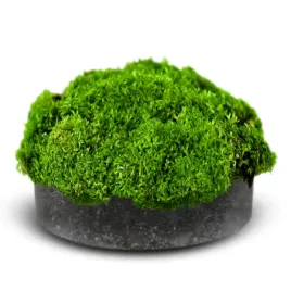 eco-plant-riccia-fluitans-roslina-invitro-duzy-kubek