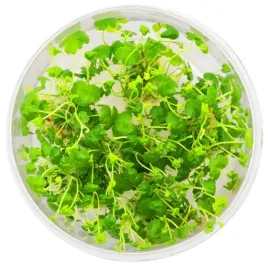 invitro-maly-kubek-eco-plant-hydrocotyle-japan-roslinka-do-akwarium