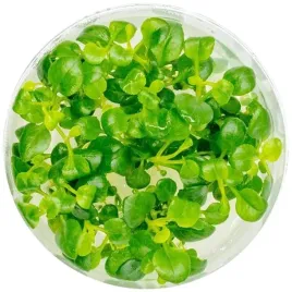 invitro-maly-kubek-eco-plant-lobelia-cardinalis-do-akwarium