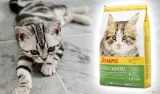 josera-kitten-grainfree-10kg-liczba-sztuk-w-opakowaniu-1-szt