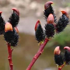 czarne-bazie-wierzba-melanostachys-ladna-sadzonka