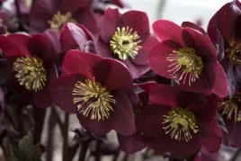 ciemiernik-hgc-ice-n-roses-merlot-helleborus