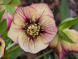 ciemiernik-helleborus-hgc-spring-promise-anja-oudolf-sadzonka-z-kwiatami