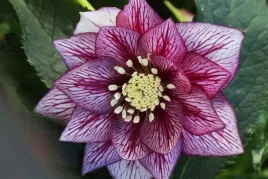 ciemiernik-helleborus-spring-promise-lily-magiczne-zimowe-kwiaty