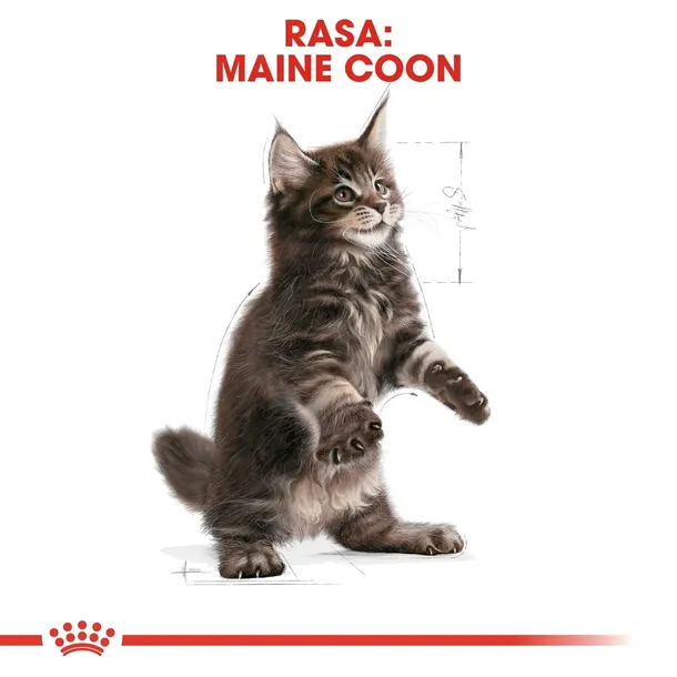 royal-canin-maine-coon-kitten-2kg-stan-nowy