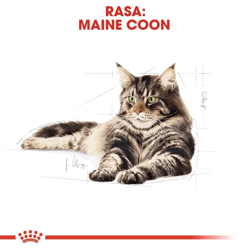 royal-canin-maine-coon-4kg