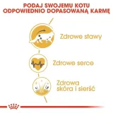 royal-canin-maine-coon-4kg-karmy-specjalne-nie-dotyczy