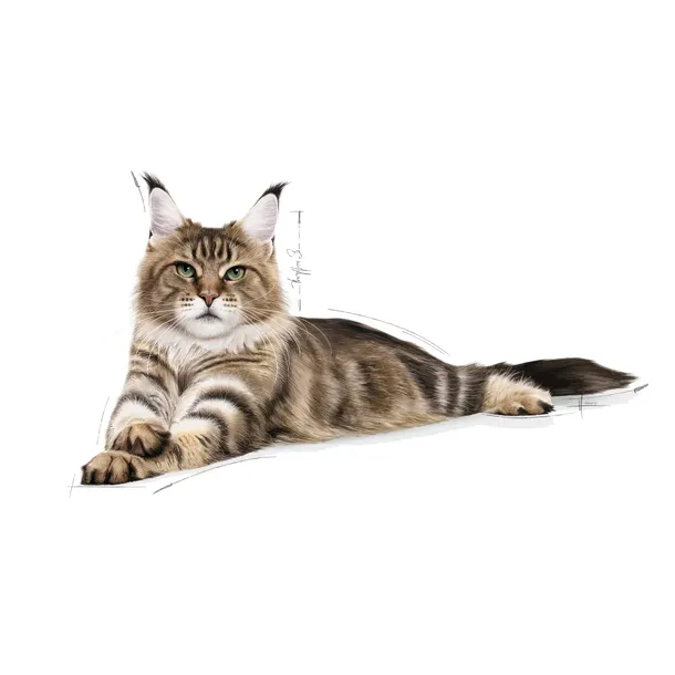 royal-canin-maine-coon-4kg-marka-royal-canin-wiek-zwierzecia-koty-dorosle