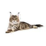 royal-canin-maine-coon-4kg-marka-royal-canin-wiek-zwierzecia-koty-dorosle