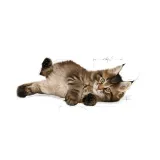 royal-canin-maine-coon-kitten-4kg-kod-producenta-2558