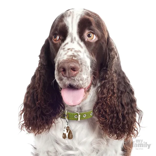 myfamily-adresowka-identyfikator-springer-spaniel-waga-0-2-g