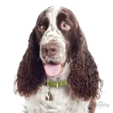 myfamily-adresowka-identyfikator-springer-spaniel-waga-0-2-g