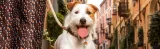 myfamily-adresowka-identyfikator-springer-spaniel-stan-nowy-kolor-bialy
