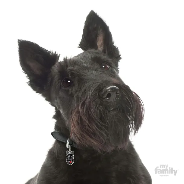 myfamily-adresowka-identyfikator-scottish-terrier-waga-0-2-g