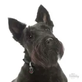 myfamily-adresowka-identyfikator-scottish-terrier-waga-0-2-g