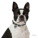 myfamily-adresowka-identyfikator-boston-terrier-rodzaj-z-grawerem