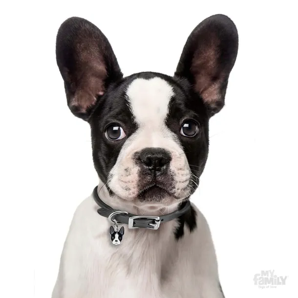 myfamily-adresowka-identyfikator-boston-terrier-waga-0-2-g