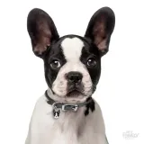 myfamily-adresowka-identyfikator-boston-terrier-waga-0-2-g