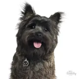 myfamily-adresowka-identyfikator-cairn-terrier-rodzaj-z-grawerem