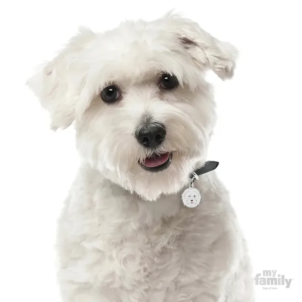 myfamily-adresowka-identyfikator-coton-de-tulear-marka-bez-marki