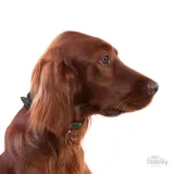 myfamily-adresowka-identyfikator-irish-setter-waga-0-2-g
