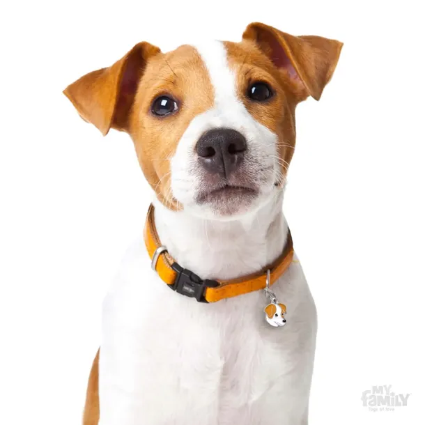 myfamily-adresowka-identyfikator-jack-russell-marka-bez-marki